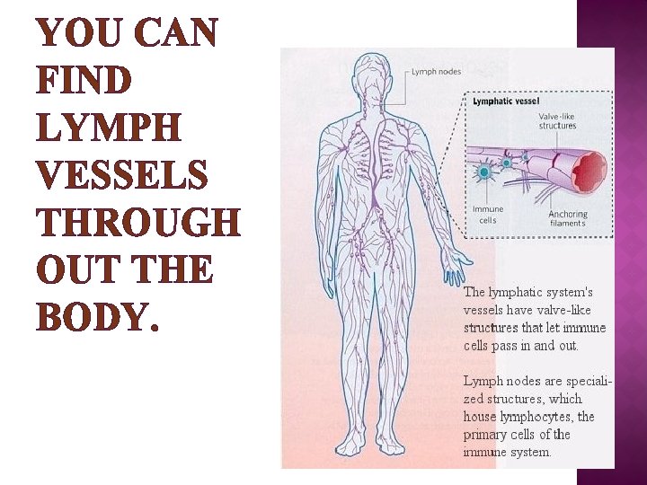 YOU CAN FIND LYMPH VESSELS THROUGH OUT THE BODY. 