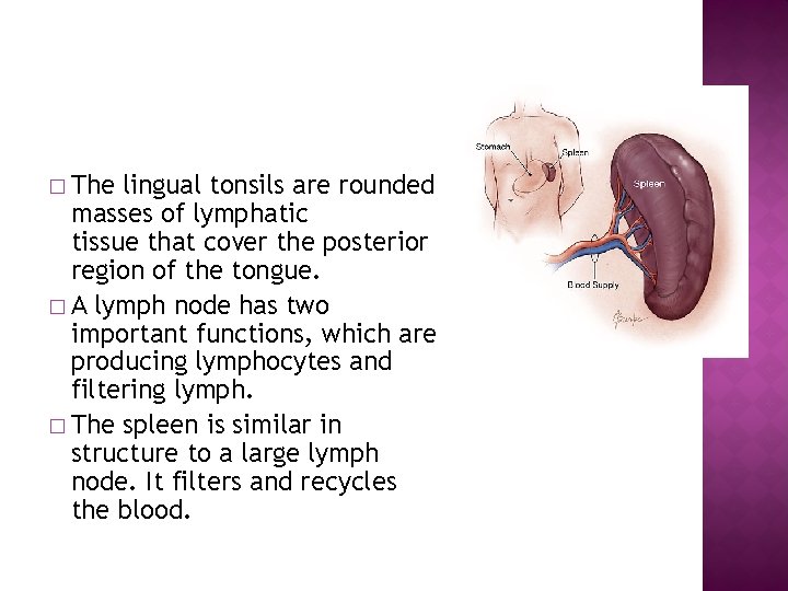 � The lingual tonsils are rounded masses of lymphatic tissue that cover the posterior