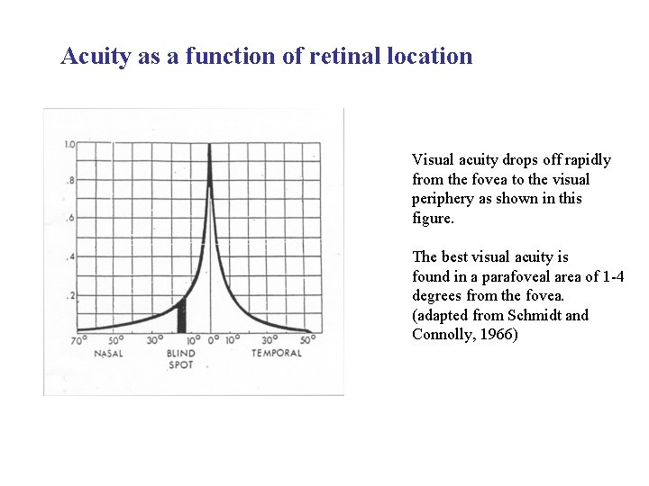 Acuity as a function of retinal location Visual acuity drops off rapidly from the Acuity as a function of retinal location Visual acuity drops off rapidly from the