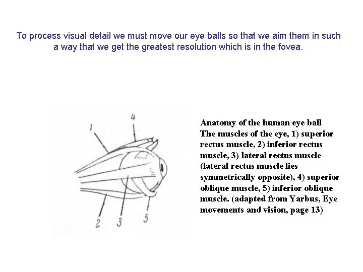 To process visual detail we must move our eye balls so that we aim To process visual detail we must move our eye balls so that we aim