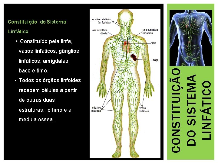 Constituição do Sistema Linfático • Constituído pela linfa, vasos linfáticos, gânglios baço e timo.