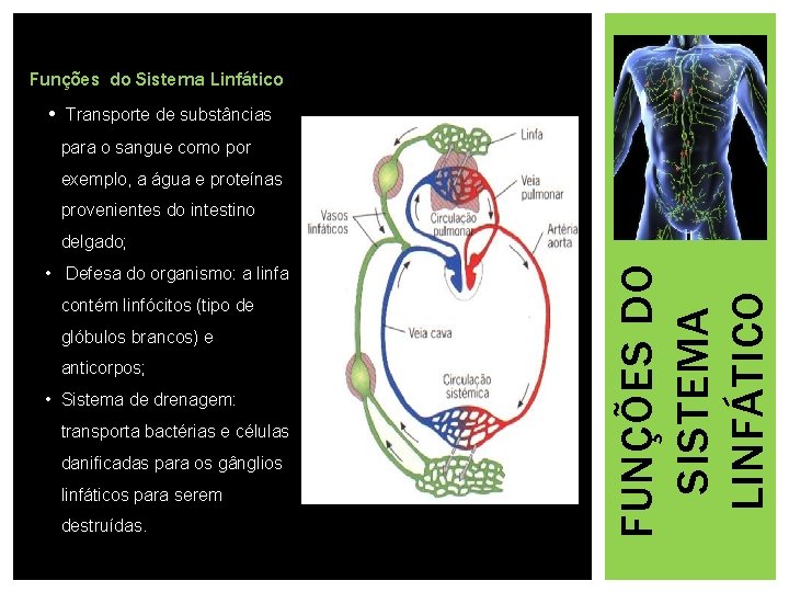 Funções do Sistema Linfático • Transporte de substâncias para o sangue como por exemplo,