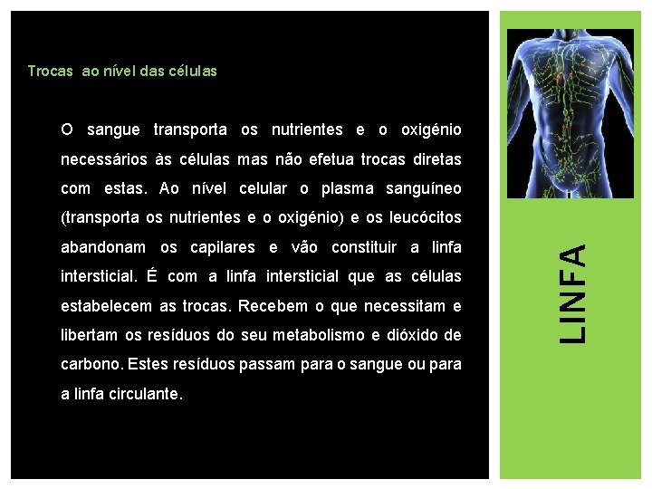 Trocas ao nível das células O sangue transporta os nutrientes e o oxigénio necessários