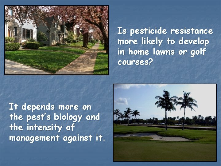 Is pesticide resistance more likely to develop in home lawns or golf courses? It