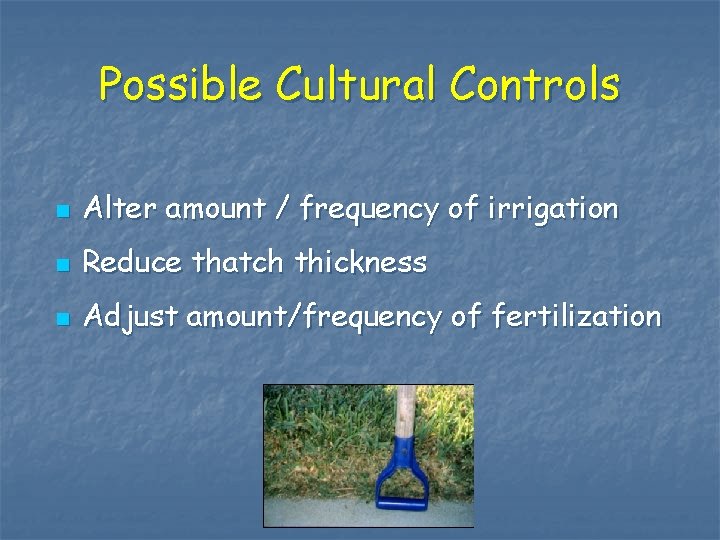 Possible Cultural Controls n Alter amount / frequency of irrigation n Reduce thatch thickness