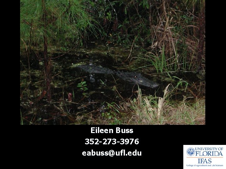 Eileen Buss 352 -273 -3976 eabuss@ufl. edu 