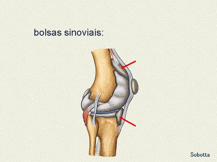 bolsas sinoviais: Sobotta 