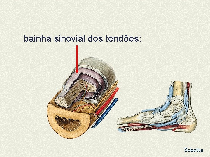bainha sinovial dos tendões: Sobotta 