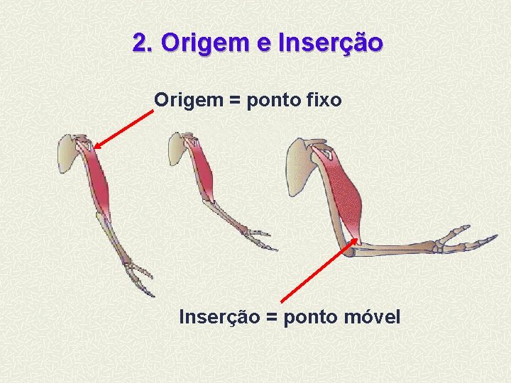 2. Origem e Inserção Origem = ponto fixo Inserção = ponto móvel 