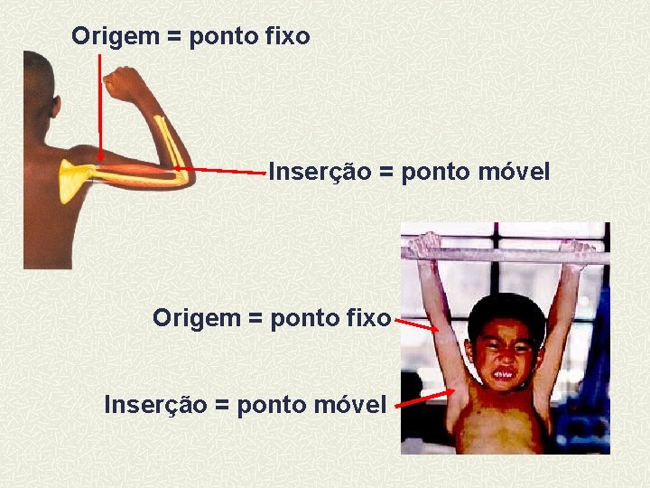 Origem = ponto fixo Inserção = ponto móvel 