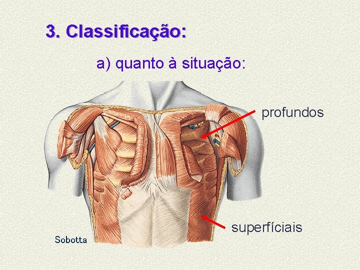 3. Classificação: a) quanto à situação: profundos Sobotta superfíciais 