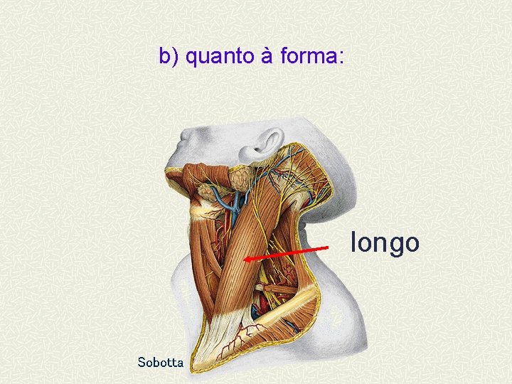 b) quanto à forma: longo Sobotta 