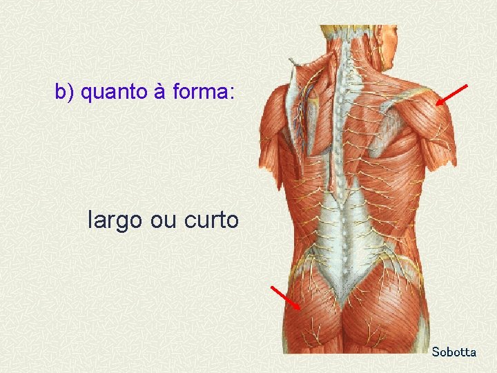 b) quanto à forma: largo ou curto Sobotta 