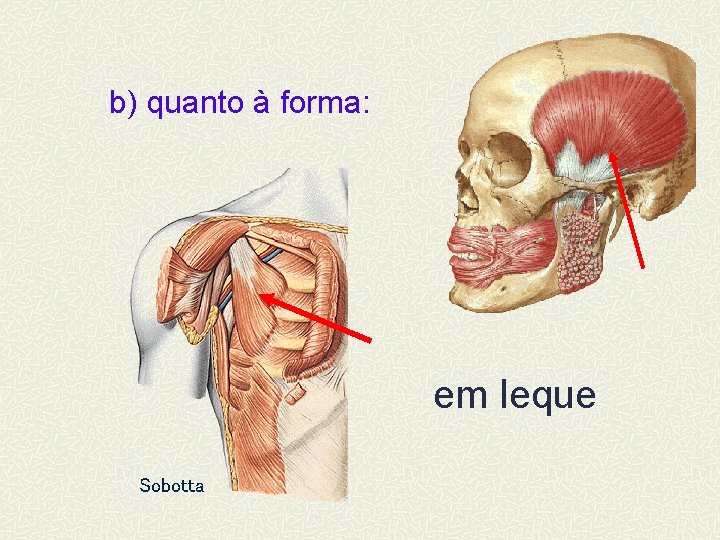b) quanto à forma: em leque Sobotta 