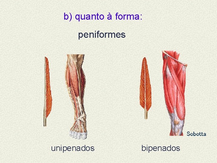 b) quanto à forma: peniformes Sobotta unipenados bipenados 