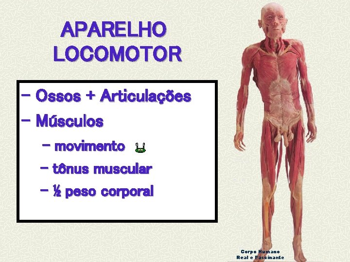 APARELHO LOCOMOTOR - Ossos + Articulações - Músculos - movimento - tônus muscular -