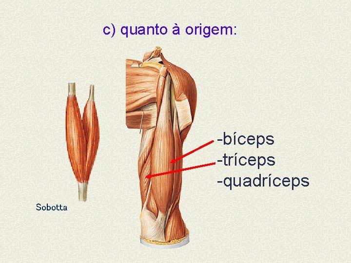 c) quanto à origem: -bíceps -tríceps -quadríceps Sobotta 