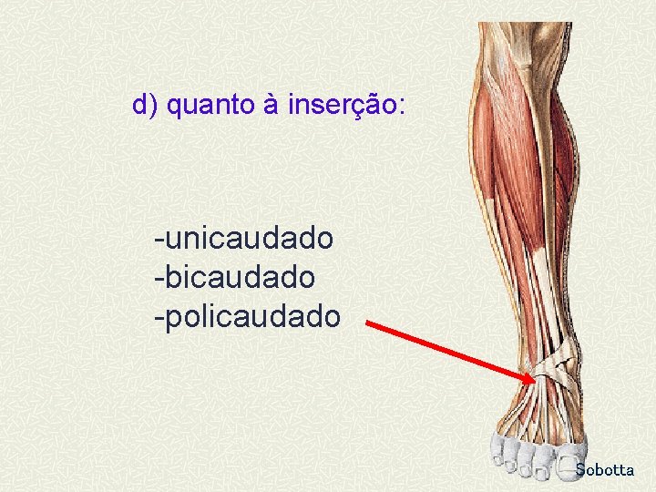 d) quanto à inserção: -unicaudado -bicaudado -policaudado Sobotta 
