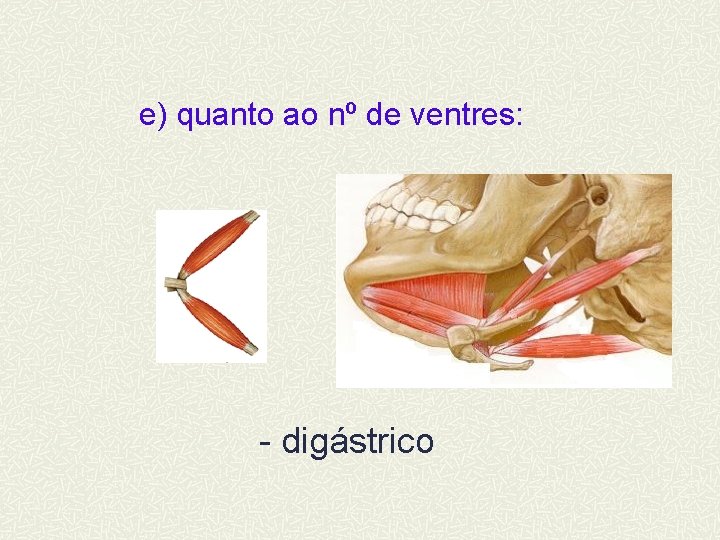 e) quanto ao nº de ventres: - digástrico 