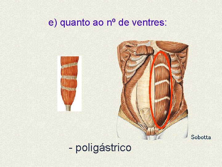 e) quanto ao nº de ventres: Sobotta - poligástrico 