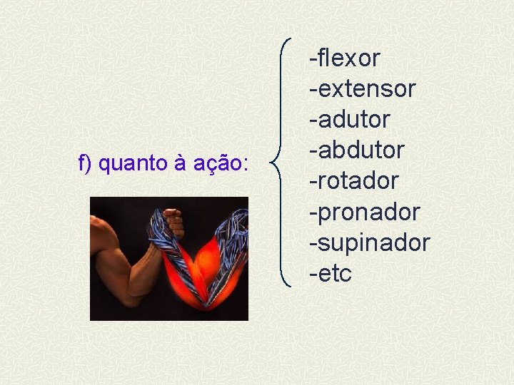 f) quanto à ação: -flexor -extensor -adutor -abdutor -rotador -pronador -supinador -etc 