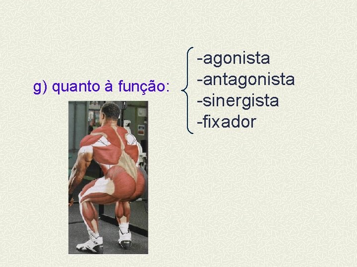 g) quanto à função: -agonista -antagonista -sinergista -fixador 