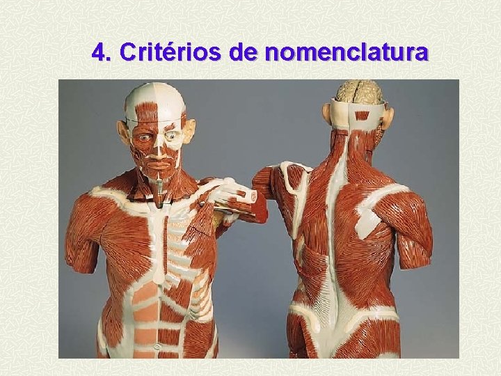 4. Critérios de nomenclatura 