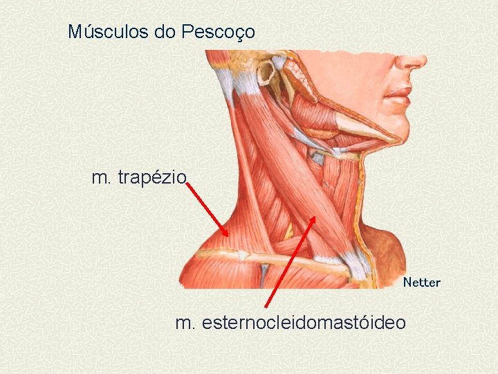 Músculos do Pescoço m. trapézio Netter m. esternocleidomastóideo 