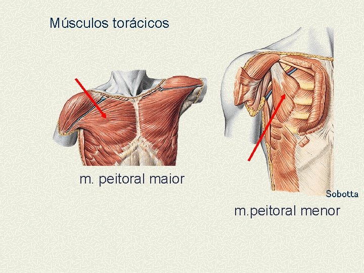 Músculos torácicos m. peitoral maior Sobotta m. peitoral menor 