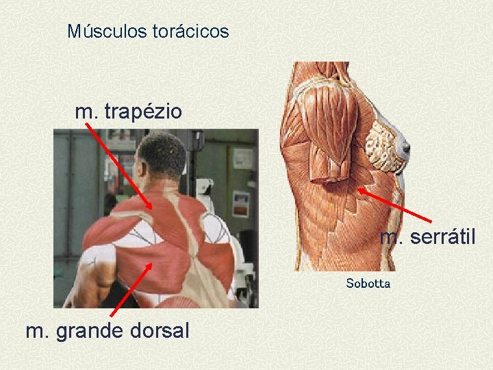 Músculos torácicos m. trapézio m. serrátil Sobotta m. grande dorsal 