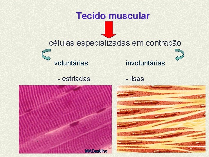 Tecido muscular células especializadas em contração voluntárias - estriadas MACastilho involuntárias - lisas 