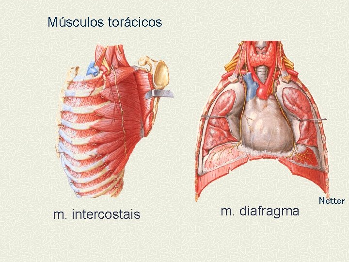 Músculos torácicos m. intercostais m. diafragma Netter 
