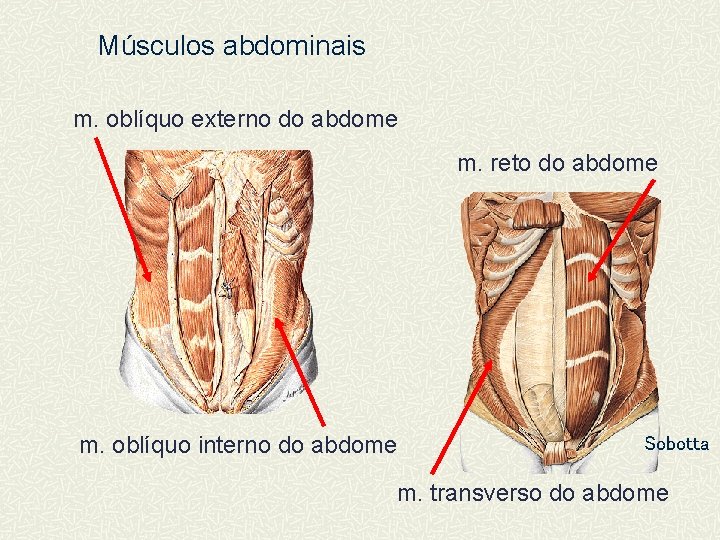 Músculos abdominais m. oblíquo externo do abdome m. reto do abdome m. oblíquo interno