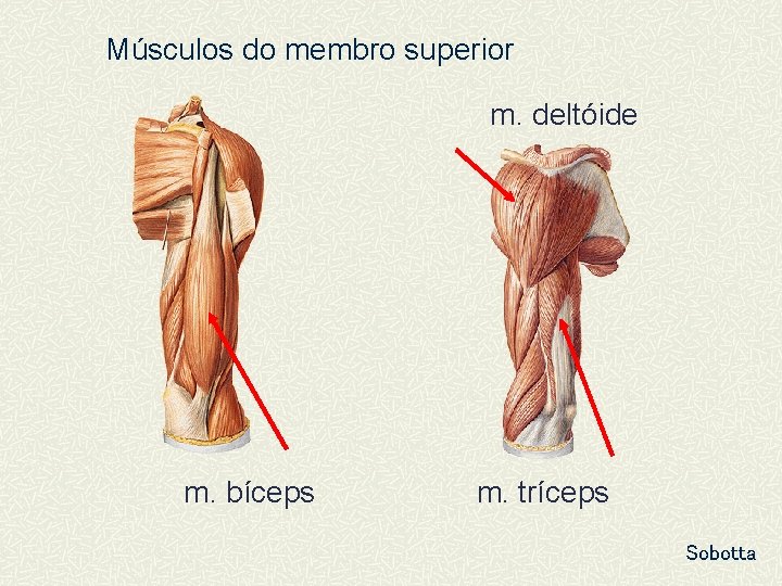 Músculos do membro superior m. deltóide m. bíceps m. tríceps Sobotta 