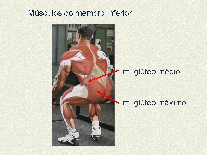 Músculos do membro inferior m. glúteo médio m. glúteo máximo 