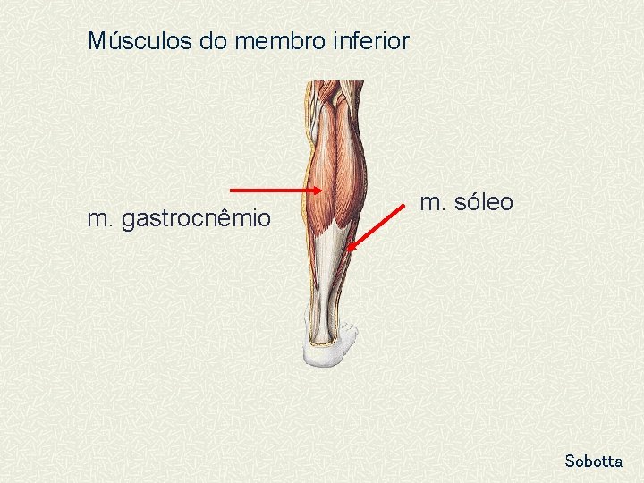 Músculos do membro inferior m. gastrocnêmio m. sóleo Sobotta 
