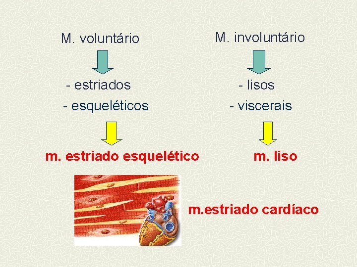 M. involuntário M. voluntário - estriados - esqueléticos - lisos - viscerais m. estriado