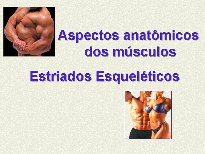 Aspectos anatômicos dos músculos Estriados Esqueléticos 