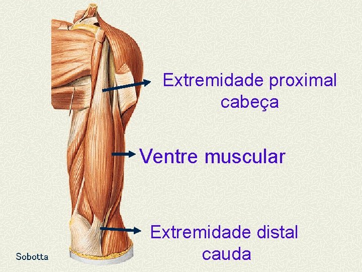 Extremidade proximal cabeça Ventre muscular Sobotta Extremidade distal cauda 
