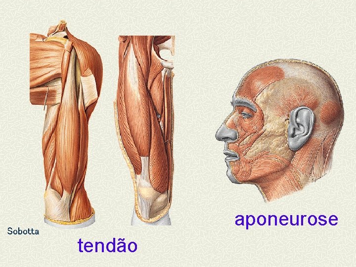 Sobotta aponeurose tendão 