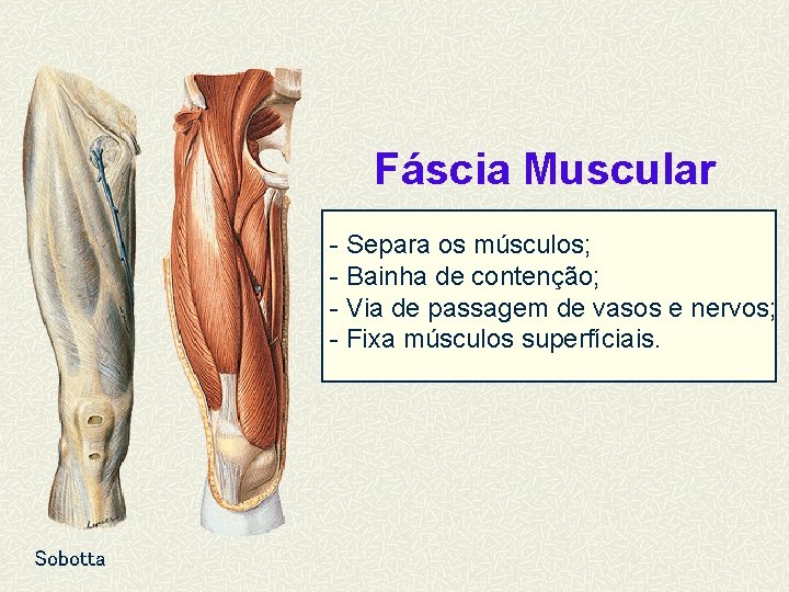 Fáscia Muscular - Separa os músculos; - Bainha de contenção; - Via de passagem
