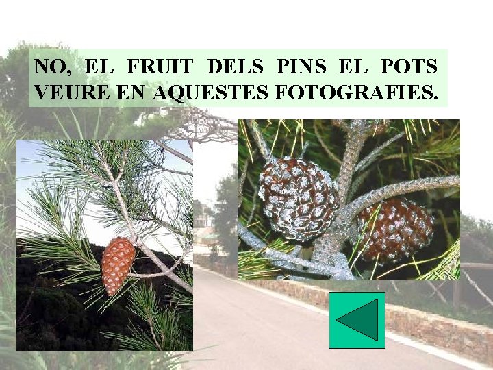 NO, EL FRUIT DELS PINS EL POTS VEURE EN AQUESTES FOTOGRAFIES. 