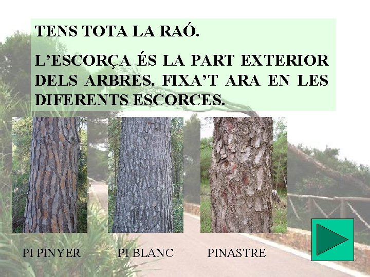 TENS TOTA LA RAÓ. L’ESCORÇA ÉS LA PART EXTERIOR DELS ARBRES. FIXA’T ARA EN