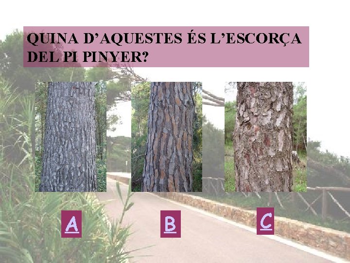 QUINA D’AQUESTES ÉS L’ESCORÇA DEL PI PINYER? A B C 