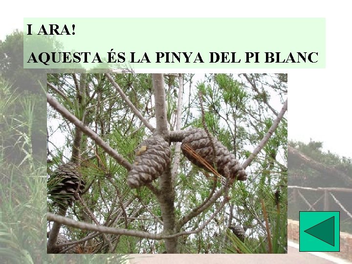 I ARA! AQUESTA ÉS LA PINYA DEL PI BLANC 