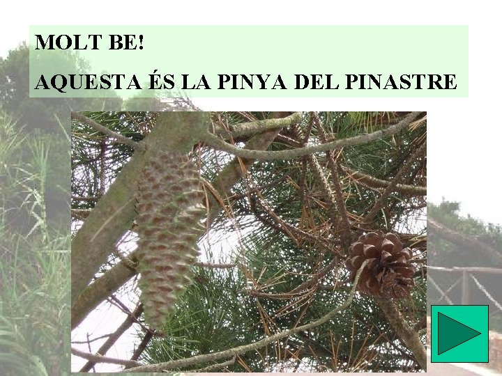 MOLT BE! AQUESTA ÉS LA PINYA DEL PINASTRE 