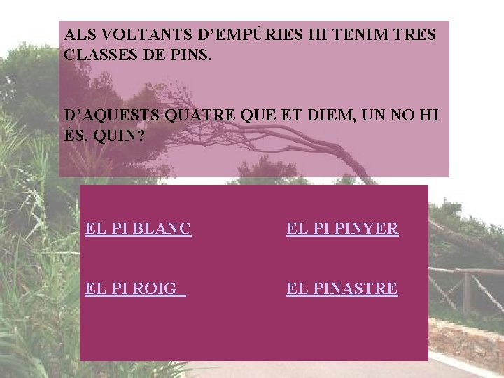 ALS VOLTANTS D’EMPÚRIES HI TENIM TRES CLASSES DE PINS. D’AQUESTS QUATRE QUE ET DIEM,