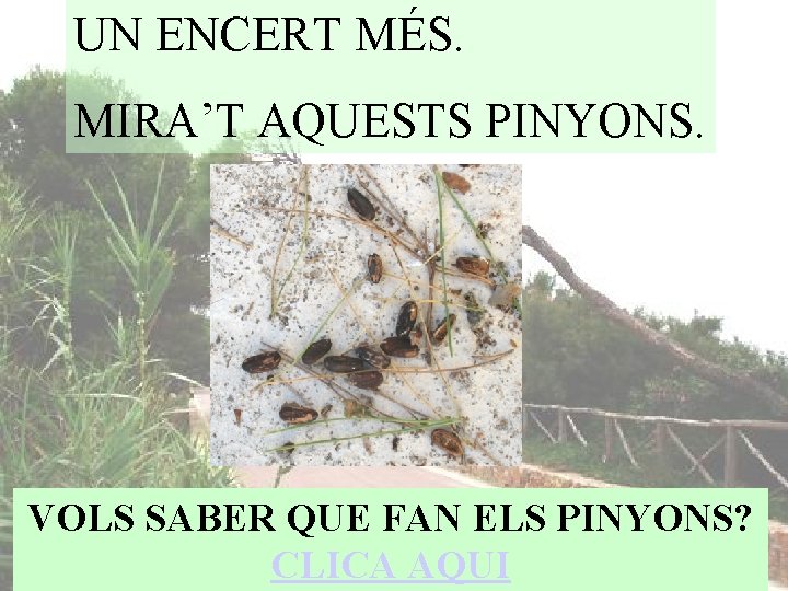 UN ENCERT MÉS. MIRA’T AQUESTS PINYONS. VOLS SABER QUE FAN ELS PINYONS? CLICA AQUI