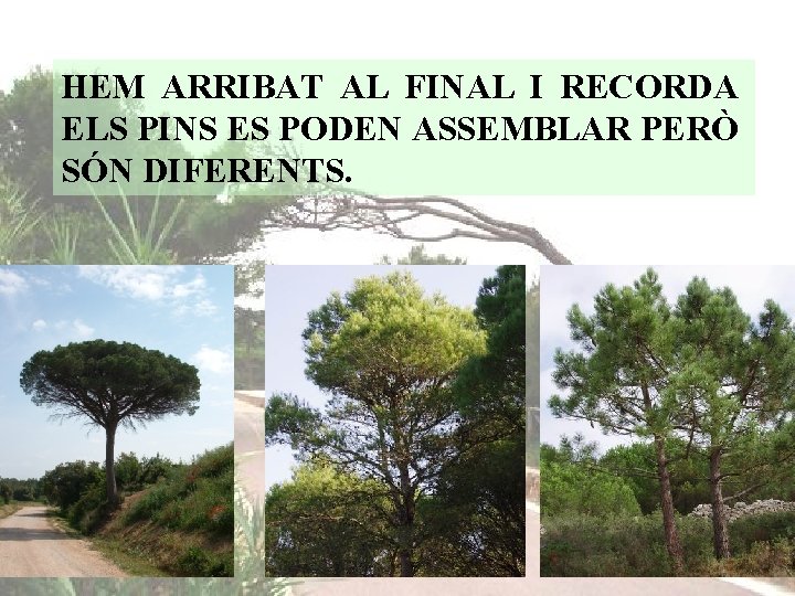 HEM ARRIBAT AL FINAL I RECORDA ELS PINS ES PODEN ASSEMBLAR PERÒ SÓN DIFERENTS.