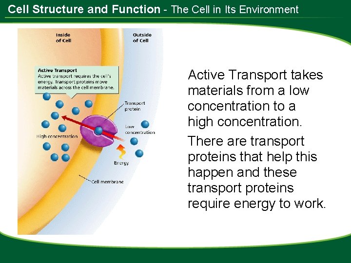 Cell Structure and Function - The Cell in Its Environment Active Transport takes materials